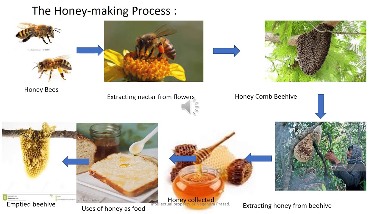 Honey Making Process : Impressive Steps Honeybees Make Honey- Navmi